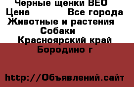 Черные щенки ВЕО › Цена ­ 5 000 - Все города Животные и растения » Собаки   . Красноярский край,Бородино г.